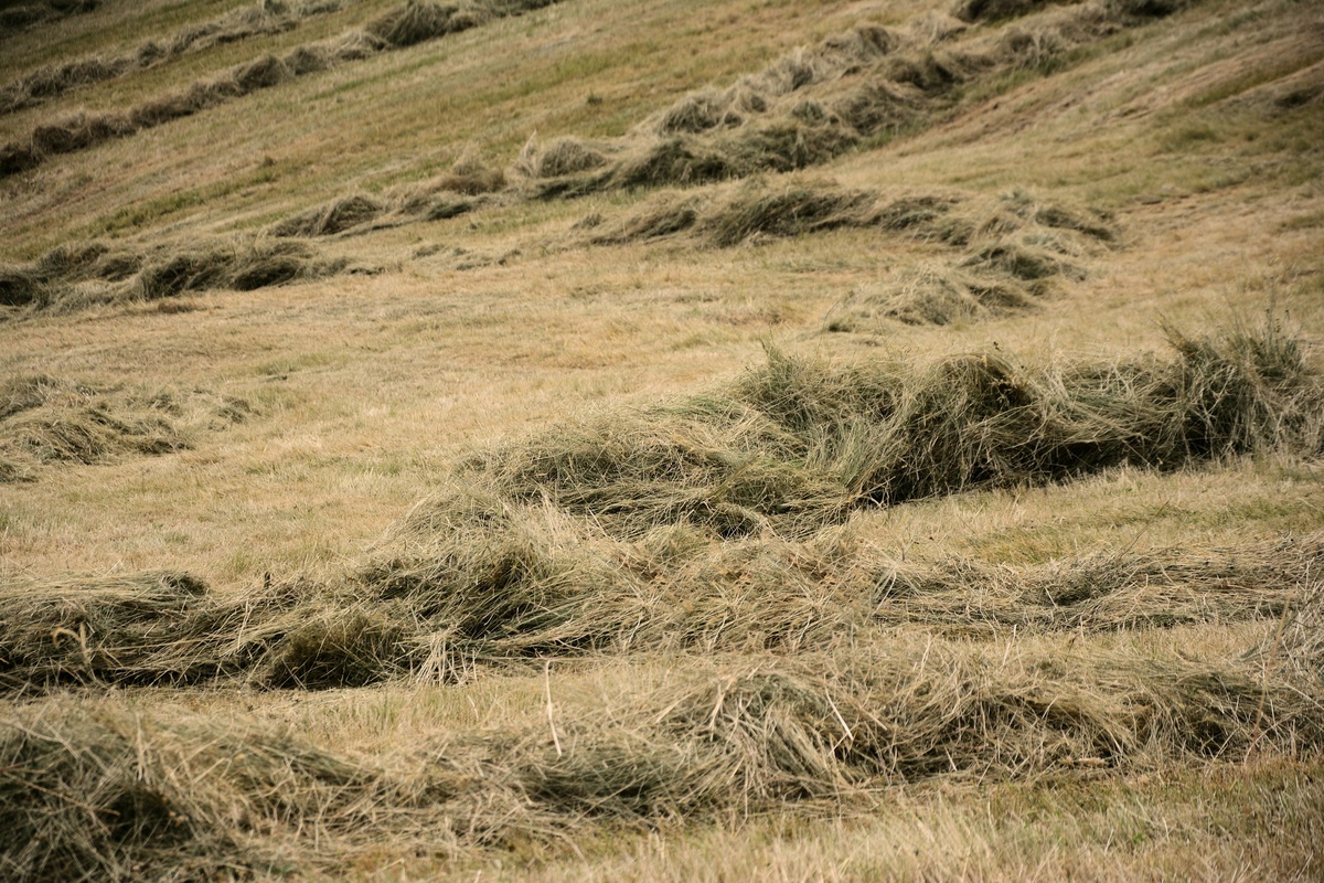 landwirtschaftliche Fläche landwirtschaftliche Fläche